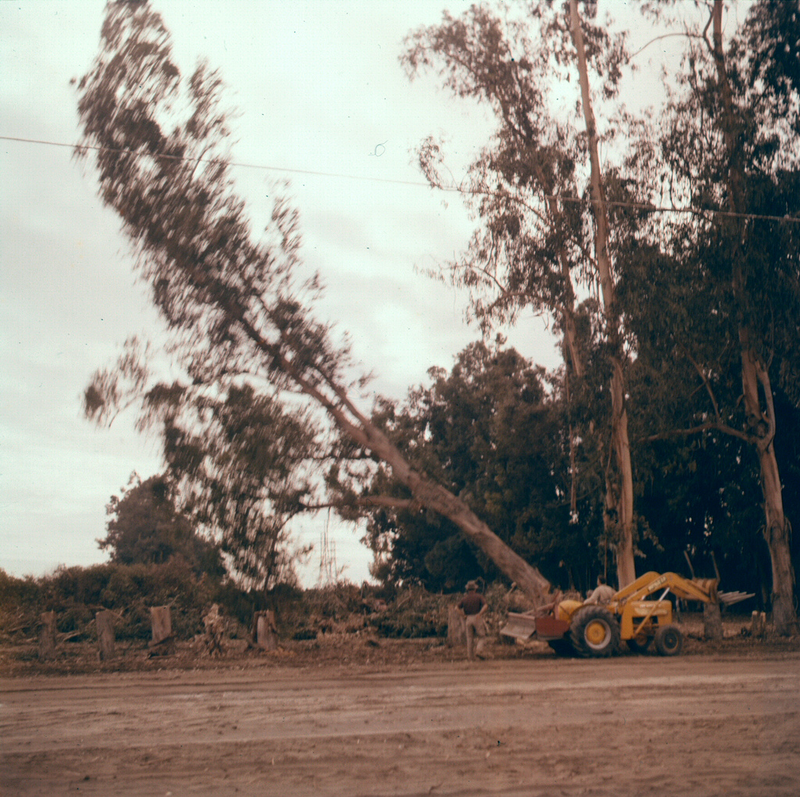 Illustration for article titled Photos of Orange County, Calif., When Oranges Actually Grew There